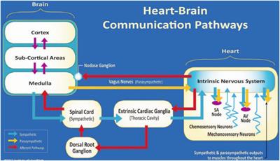 The connection between heart rate variability (HRV), neurological health, and cognition: A literature review